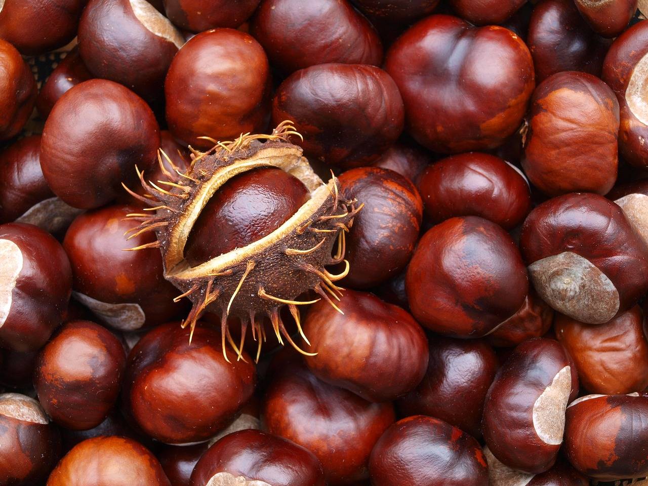 Chestnuts